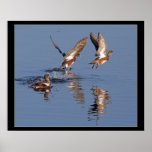 Ducks Taking Off Print