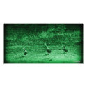 Ducks Waddling at Night Photo Card