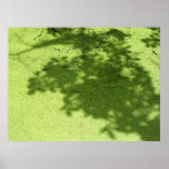 Duckweed and shadows print