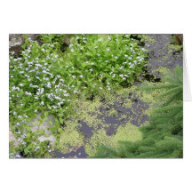 Duckweed Greeting Cards