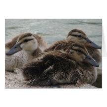 Ducky Day Greeting Card