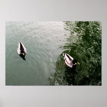 Ducky Duo Print