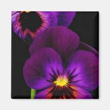 Duet of purple pansies, Washington State  flowers Fridge Magnets