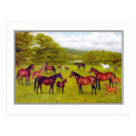 Duke of Westminster's Mares and Foal Post Card