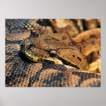 Dumerils Ground Boa Poster