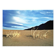 Dunes And Twigs Invitations