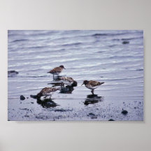Dunlins at Shoreline Poster