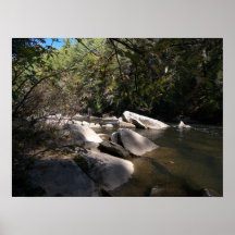 Dupont Forest NC Poster