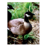 Dusky Canada Goose Post Card