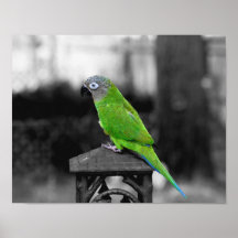 Dusky Headed Conure Parrot Black White Poster