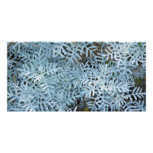 Dusty Miller Senecio Viravira Jardin des Plantes Personalized Photo Card