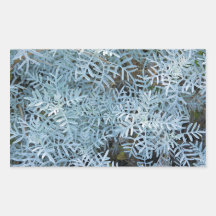 Dusty Miller Senecio Viravira Jardin des Plantes Stickers