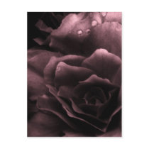 Dusty Plum Close Up of a Double Begonia Postcards