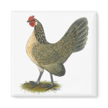 Dutch Bantam:  Blue Quail Hen Fridge Magnet