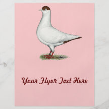 Dutch Helmet Pigeon Flyer