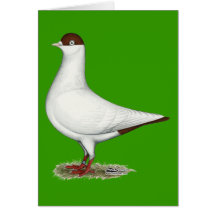 Dutch Helmet Pigeon Greeting Cards
