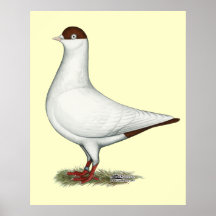 Dutch Helmet Pigeon Posters