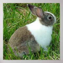 Dutch in grass canvas print