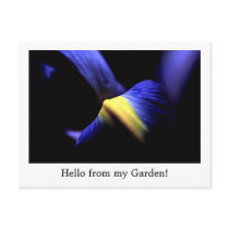Dutch Iris, Purple Blue, Postcard Template