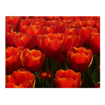 Dutch tulips postcards