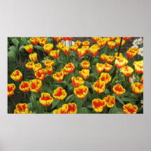Dutch Tulips Poster