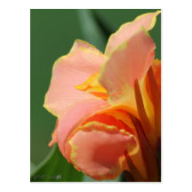 Dwarf Canna Lily named Corsica Post Cards