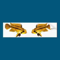 Dwarf Cichlid bumper stickers