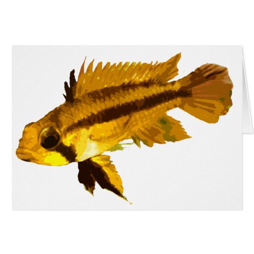 Dwarf Cichlid Cards