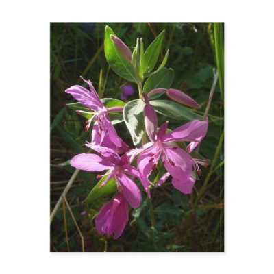 Dwarf Fireweed Blossoms, Unalaska Island by mistlebee