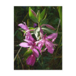 Dwarf Fireweed Blossoms, Unalaska Island postcards