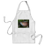Dwarf Gourami - Colisa lalia Apron