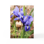 Dwarf Irises card