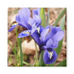Dwarf Irises magnet