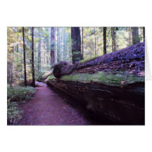 Dyerville Giant- Humboldt Redwoods State Park Greeting Cards