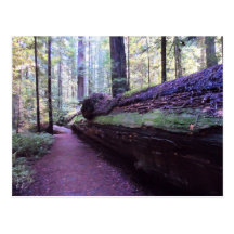 Dyerville Giant- Humboldt Redwoods State Park Postcard