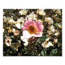 Dying Pink Rose Photo