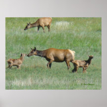 E0003 Cow Elk and Calves Print