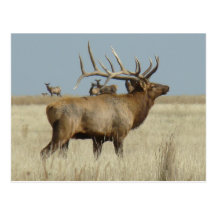 E0004 Bull Elk Postcard