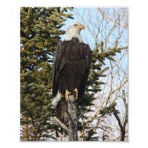 Eagle 3 photo print