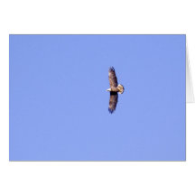 Eagle at Conowingo Dam Greeting Card