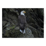 Eagle Greeting Cards