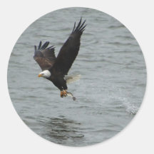 Eagle catching a fish stickers