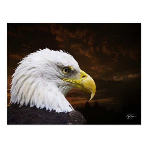 Eagle chauve à la carte postale de coucher du sole
