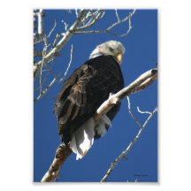 Eagle chauve dans l'arbre impressions photographiques