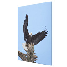Eagle chauve (leucocephalus de Haliaeetus) avec de Toiles Tendues Sur Châssis