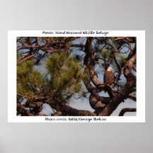 Eagle chauve poster