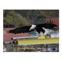 Eagle chauve volant au-dessus d'un dock, port néer carte postale