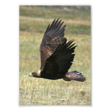 Eagle d'or en vol 5x7 art photographique