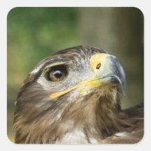 Eagle Eye  Stickers