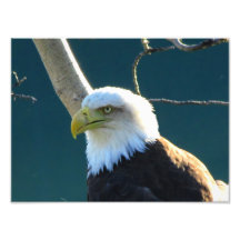 Eagle Eyes Art Photo